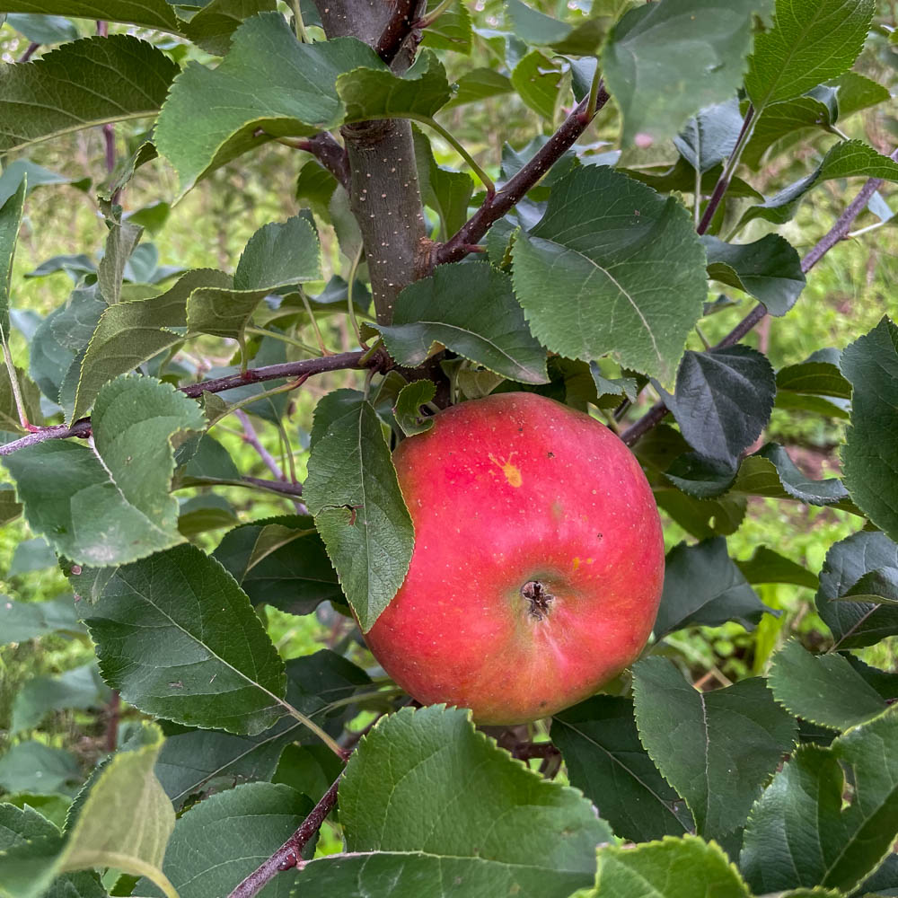 Apfel 'Topaz Red' ®