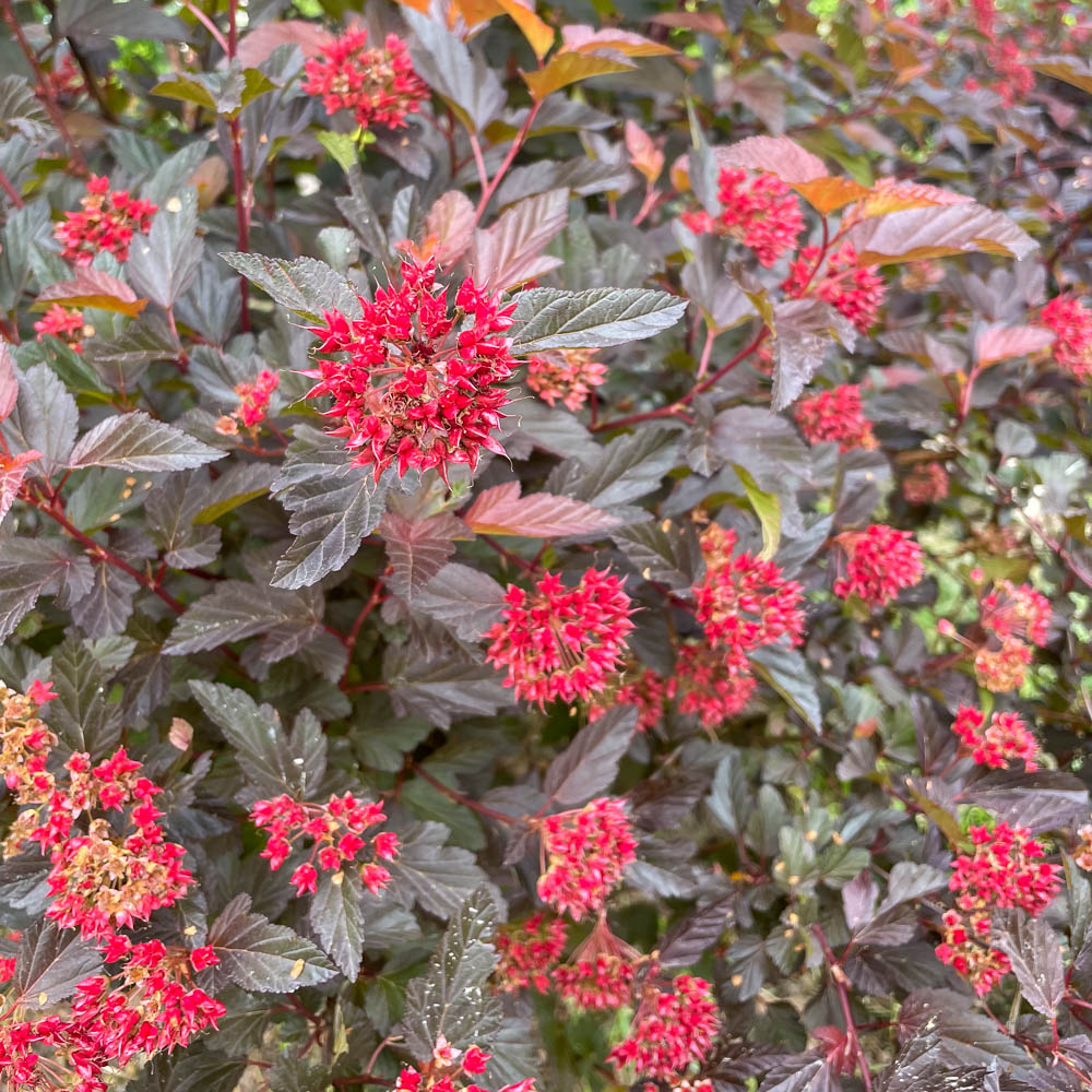 Blasenspiere Lady in Red, Blütenstrauch, Blattschmuck, rotes Laub