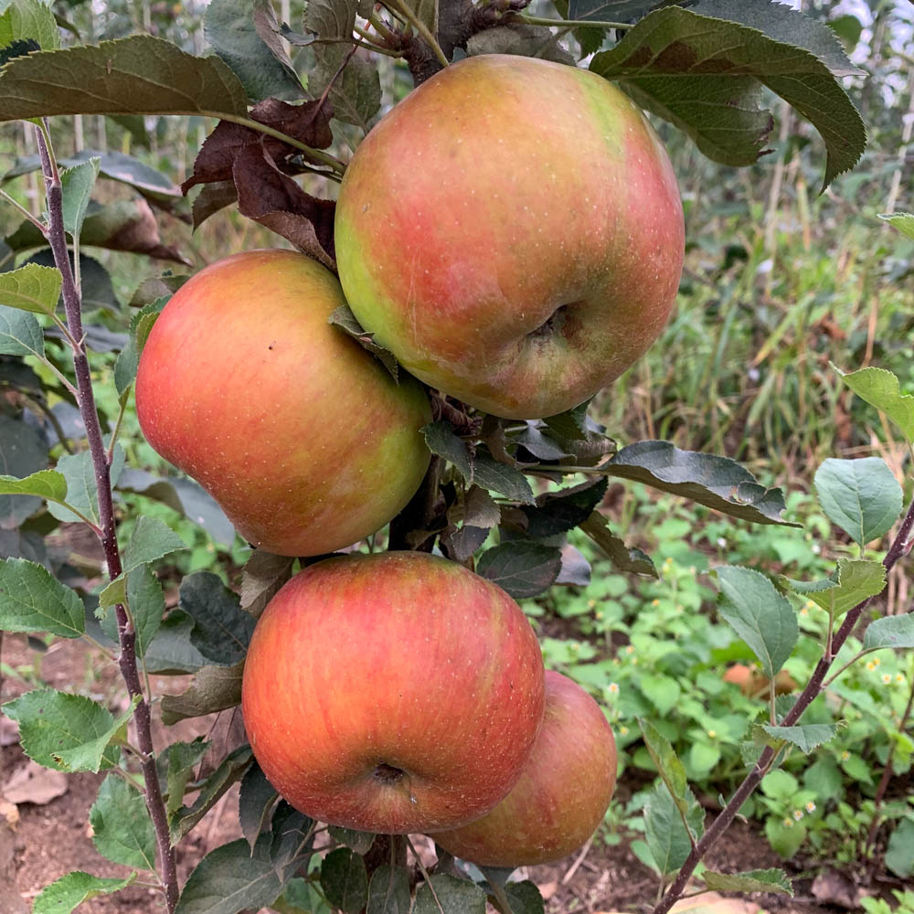 Säulenapfel 'Rondo' ®