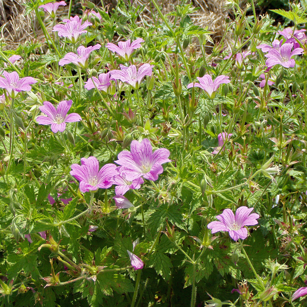 Storchschnabel Rose Clair, Bodendecker,