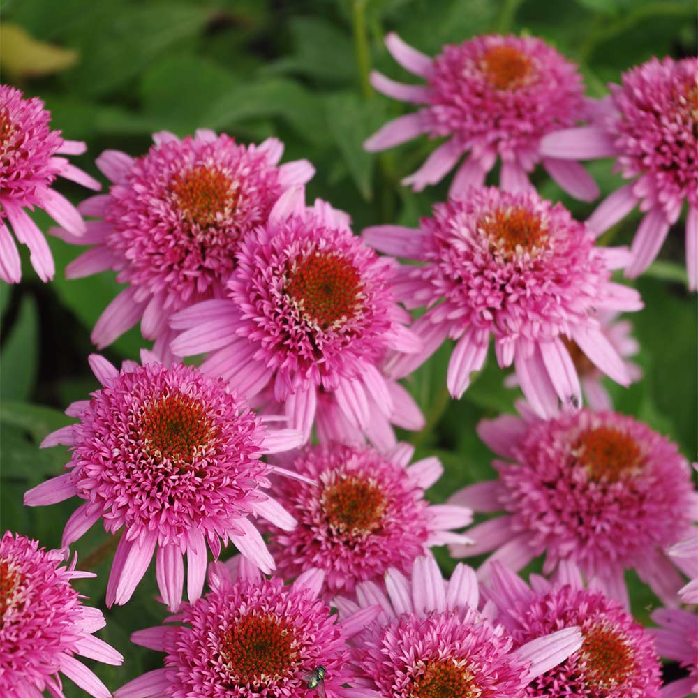 Sonnenhut 'Butterfly Kisses' ®