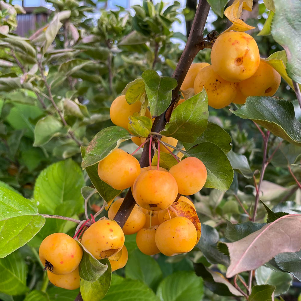Zierapfel 'Butterball'