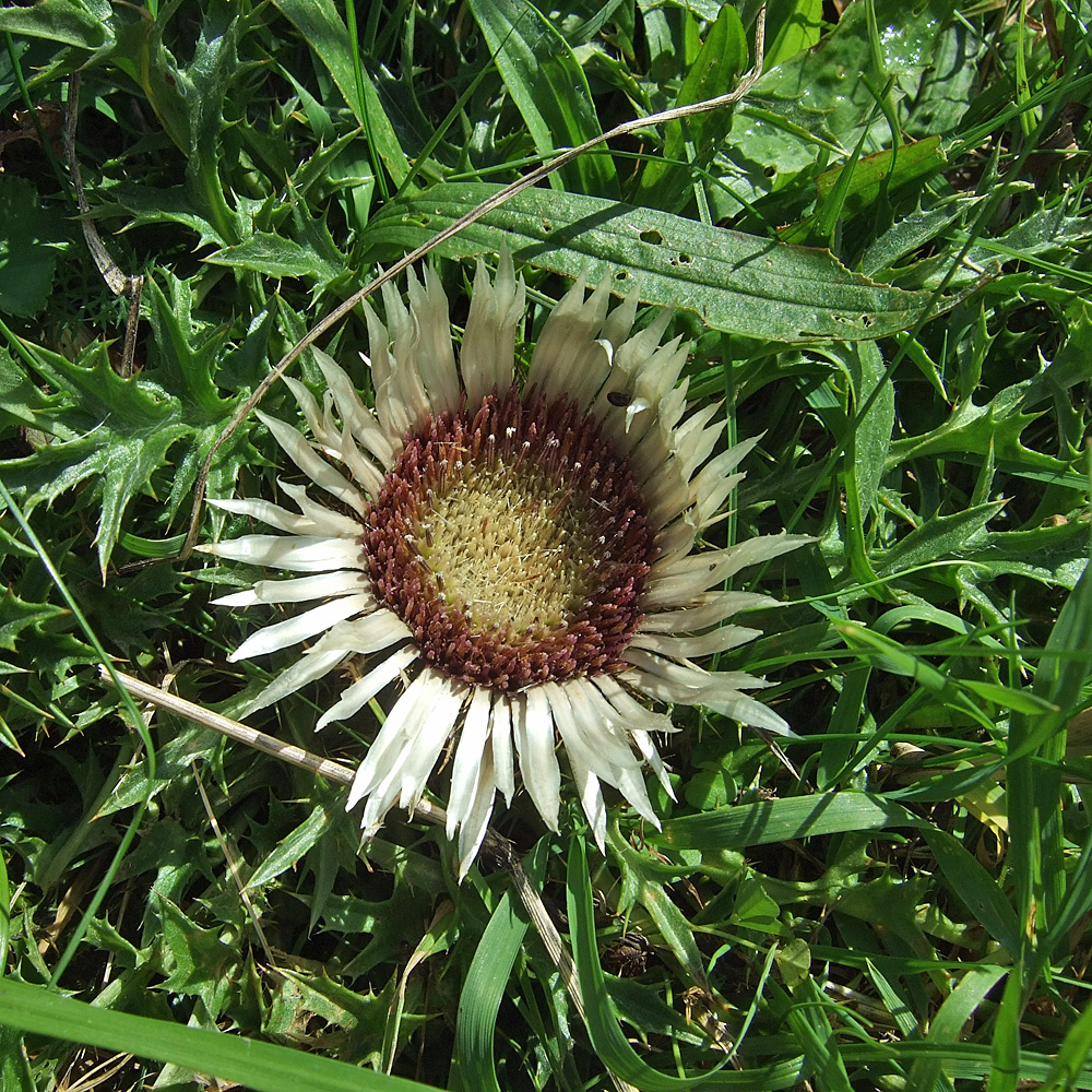 Silberdistel, Disterl, Steingarten, Alpenpflanze