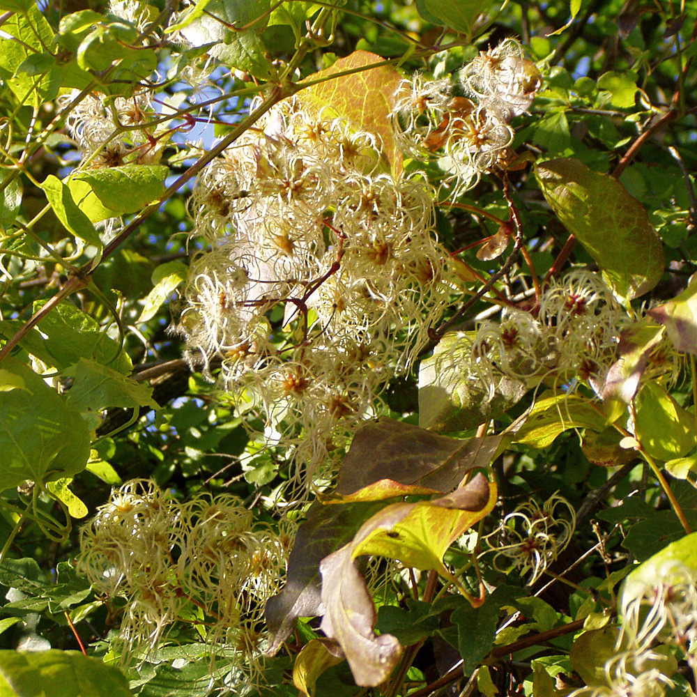 Waldrebe, Clematis vitalba, Kletterpflanze, Fruchtschmuck