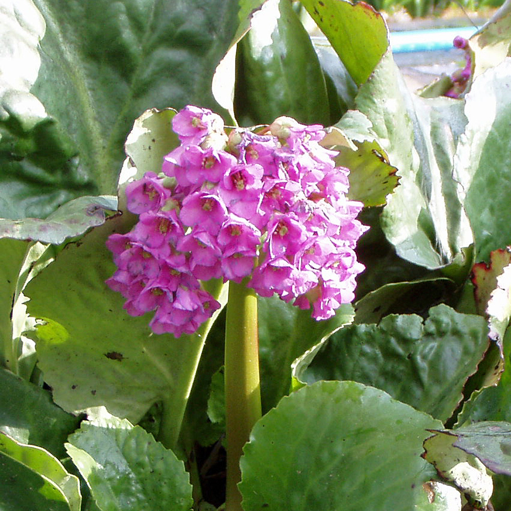 Bergenie Eroica, Blattschmuckstaude, Frühjahr