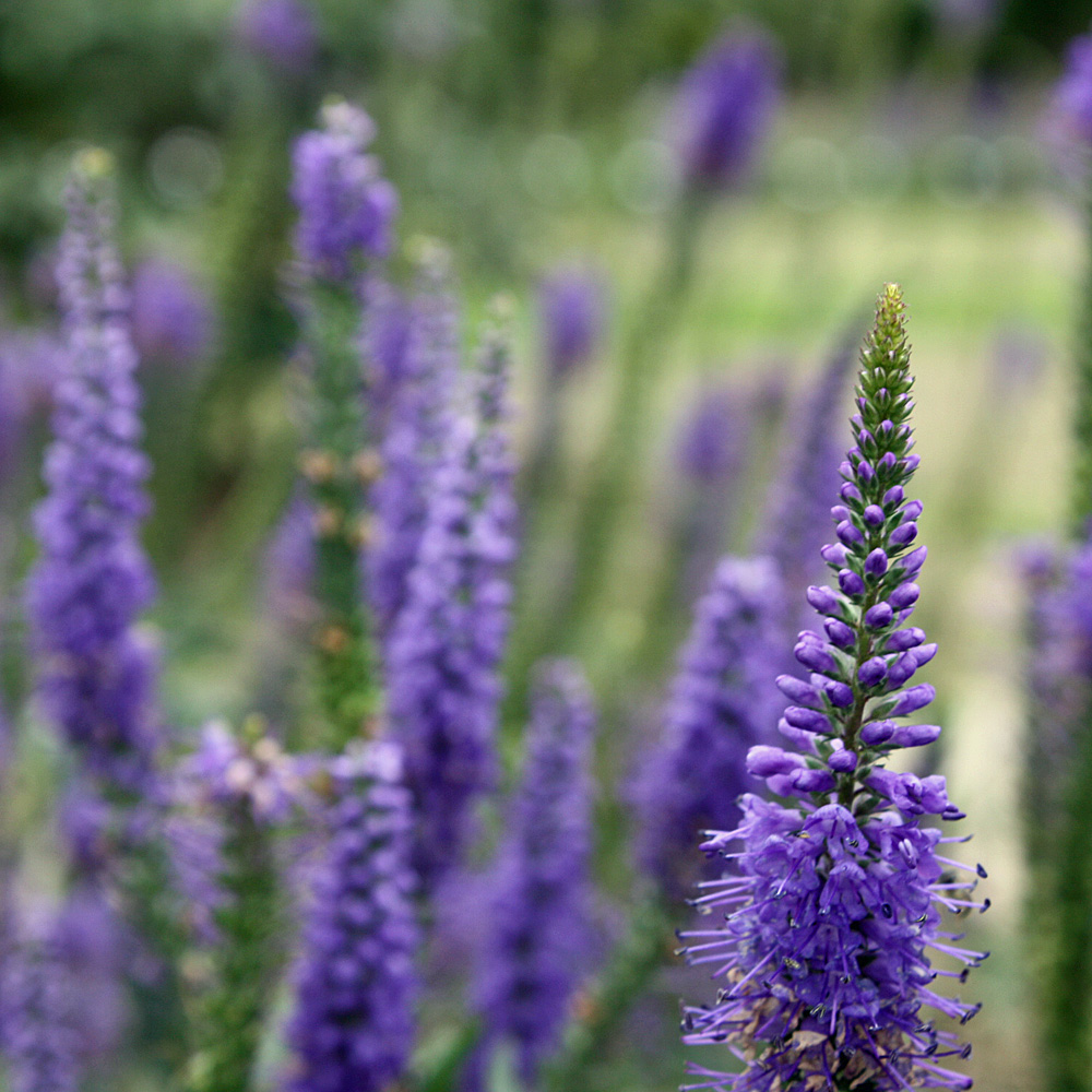 Ehrenpreis Blauriesin, Veronica, Blütenstaude