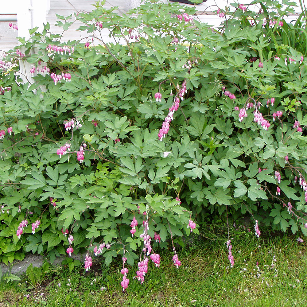 Tränendes Herz, Herzblume, Blütenstaude