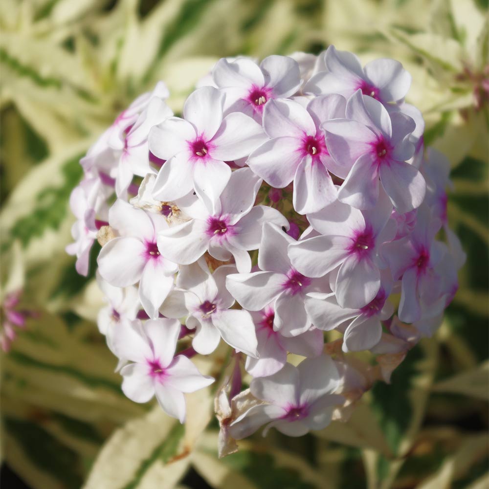 Phlox 'Nora Leigh'