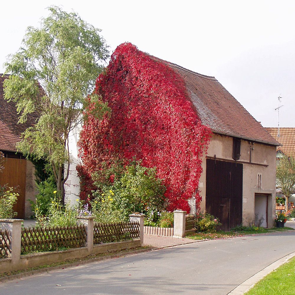 Wilder Wein 'Engelmannii'
