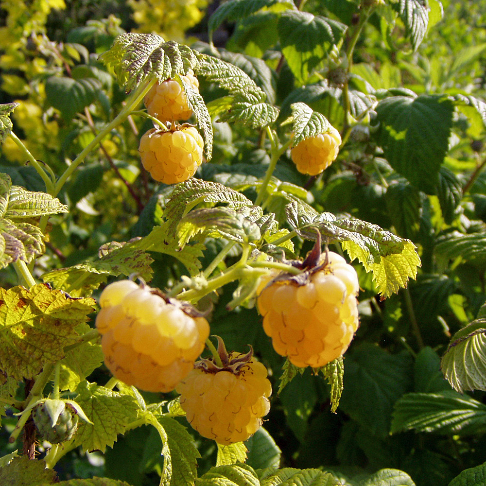 Herbsthimbeere 'Golden Everest'