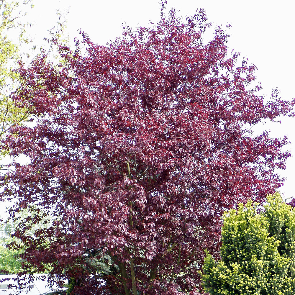 Blutpflaume Nigra, Zierstrauch, Blattschmuck