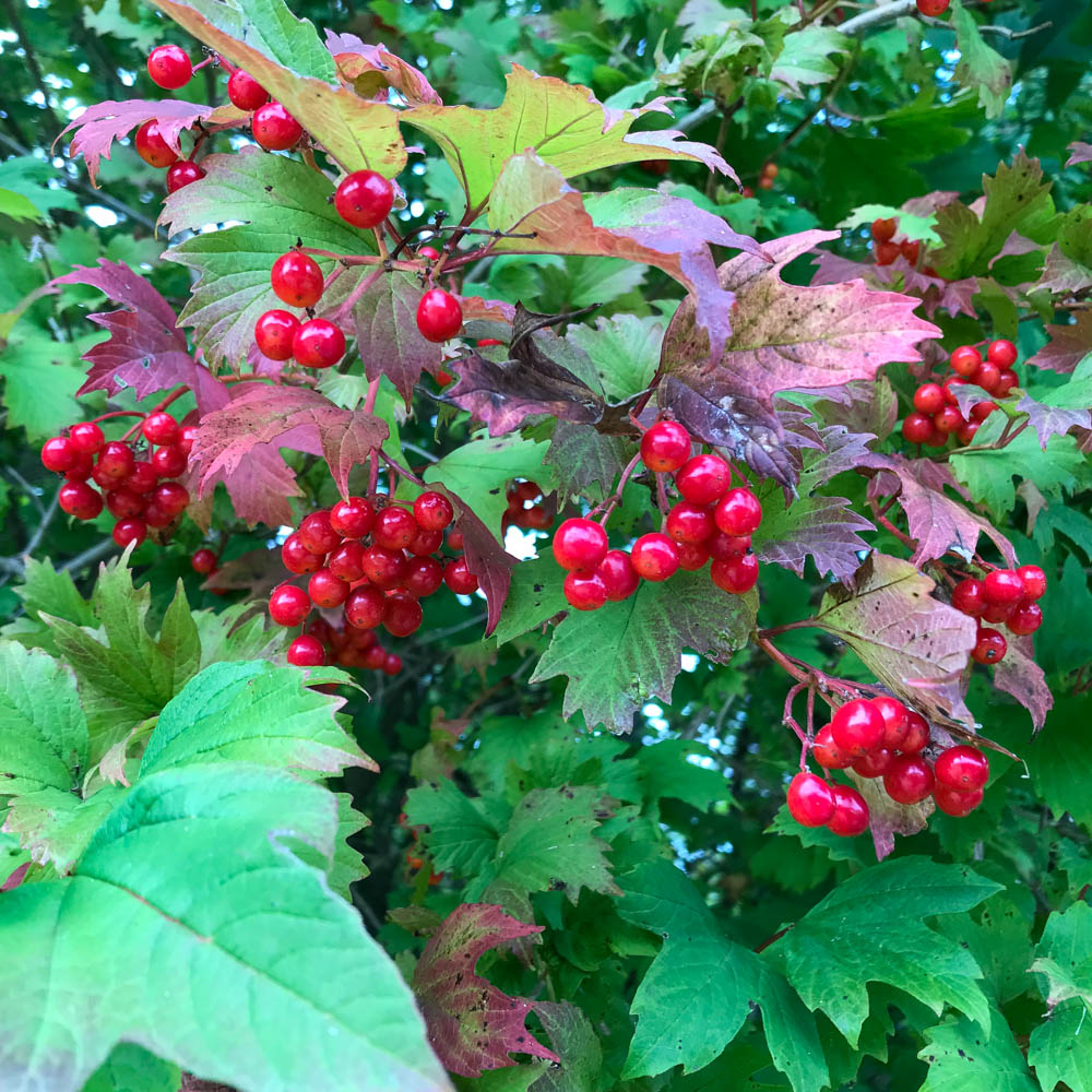 Gefüllter Echter Schneeball, Duftpflanze, Viburnum