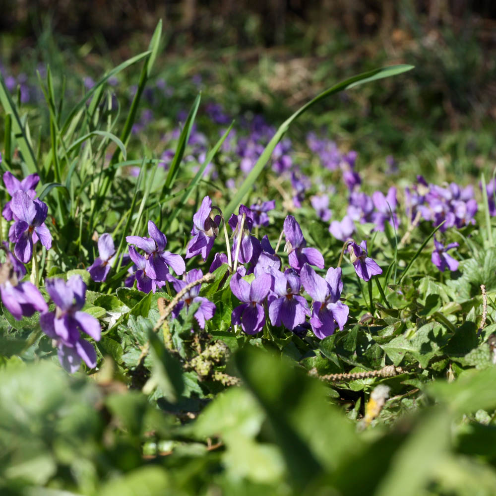 Duft Veilchen Königing Charlotte, Viola, Duftpflanze