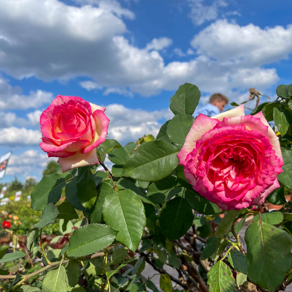 Edelrose 'Souvenir de Baden Baden' ®