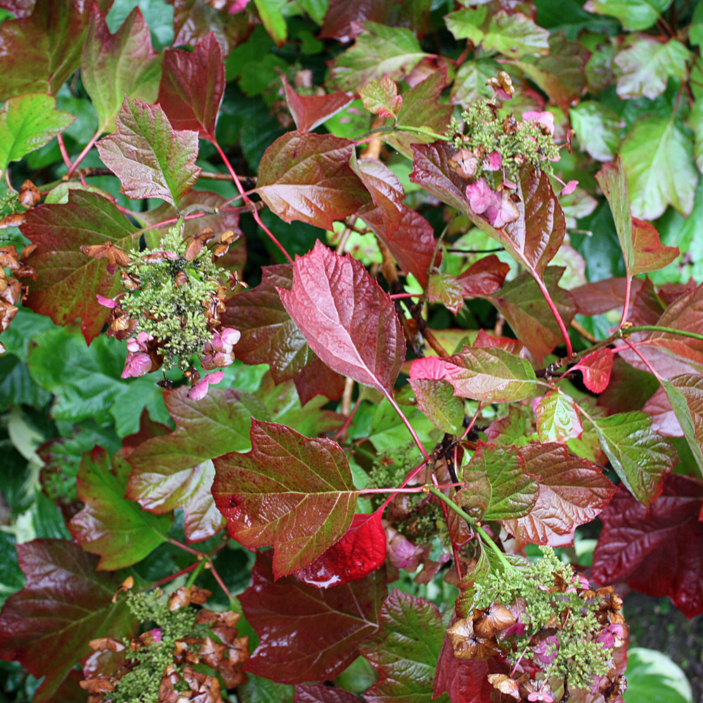 Eichblatthortensie, Hydrangea, Blütenstrauch