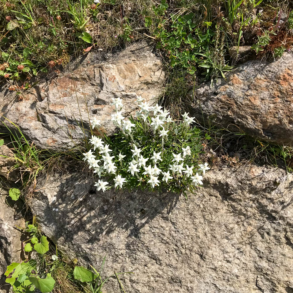 Alpen Edelweiß, Steingarten
