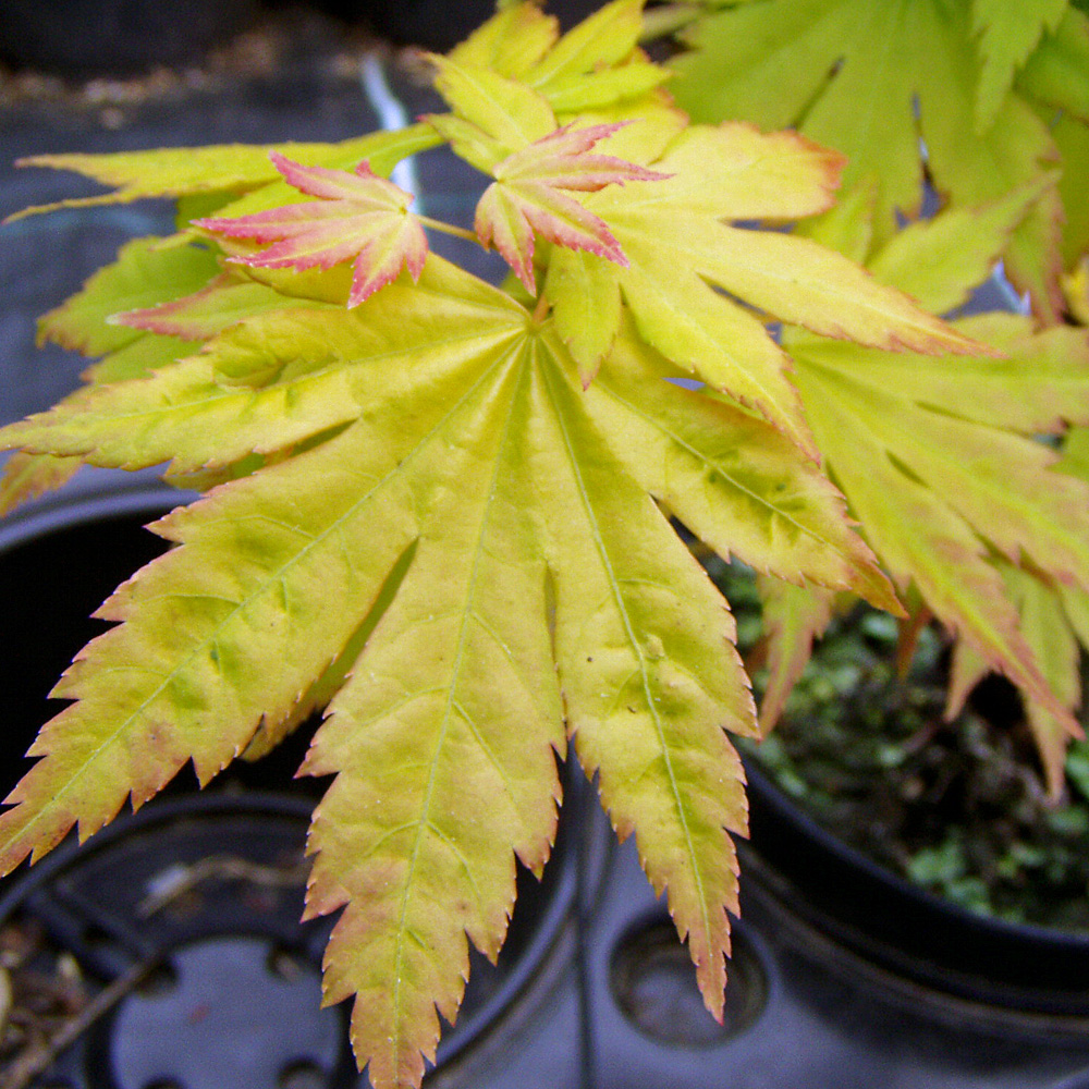 Fächerahorn Orange Dream, Ahorn, Acer, Blattschmuck