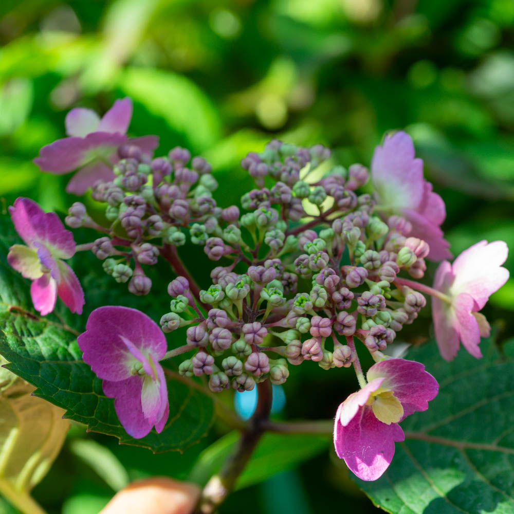 Tellerhortensie 'Cotton Candy'
