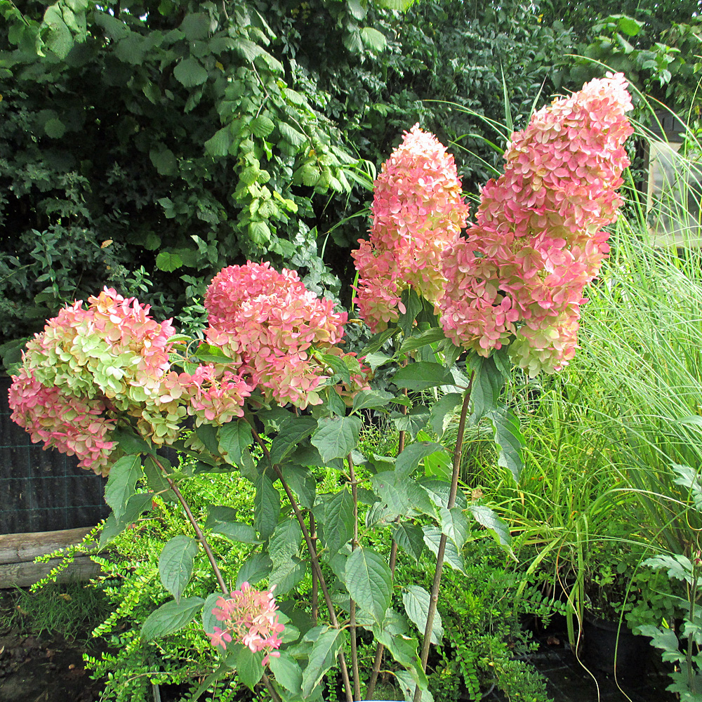 Hortensie Phantom, Hydrangea, Rispenhortensie, Blütenstrauch