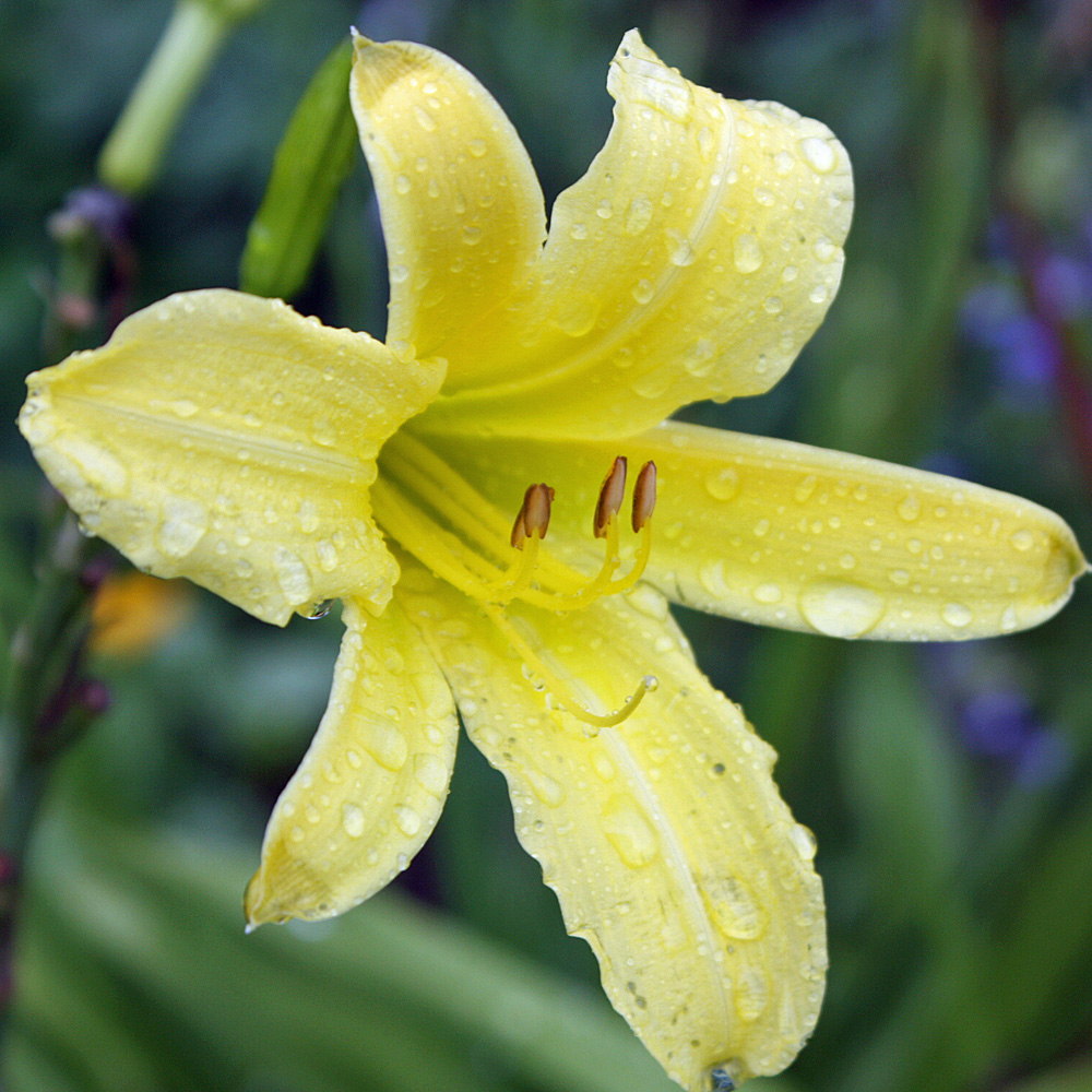 Taglilie, Hemerocallis, Blütenstaude
