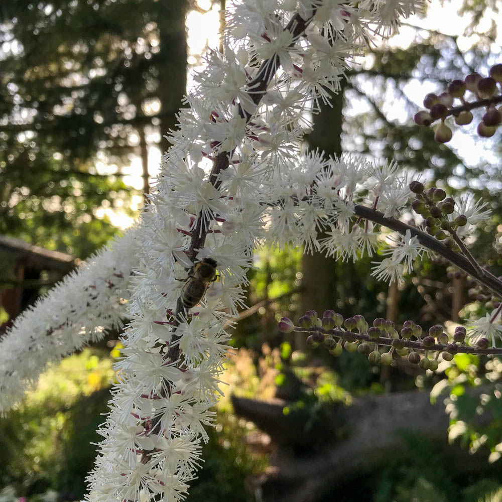 Silberkerze 'Atropurpurea'