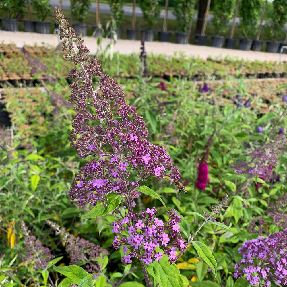Sommerflieder 'Gulliver'