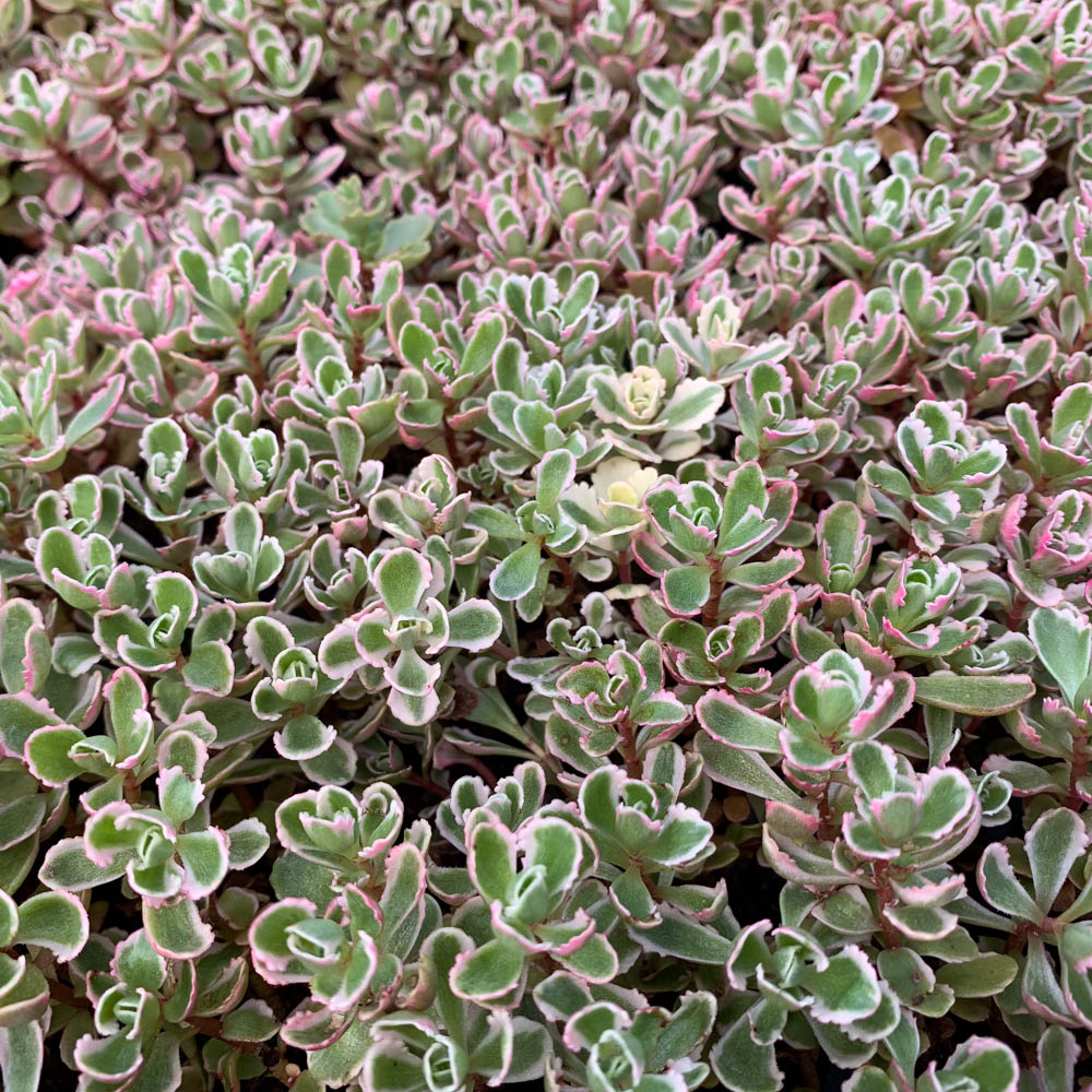 Teppichsedum, Bodendecker, Steingarten