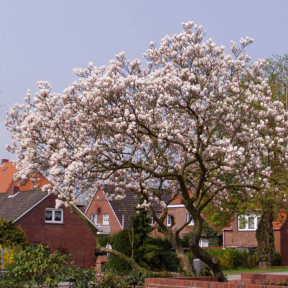 Magnolie, Tulpenmagolie, Blütenstrauch