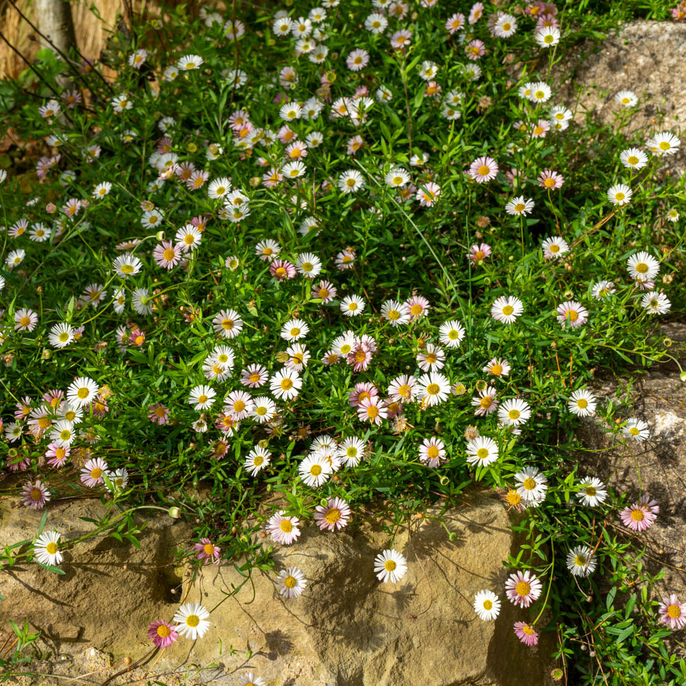 Spanische Gänseblümchen
