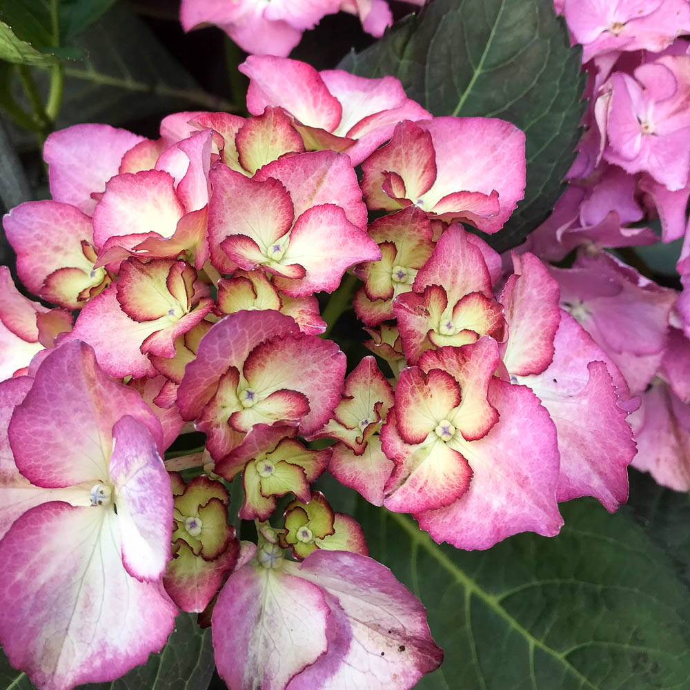 Bauernhortensie 'Adula lila'