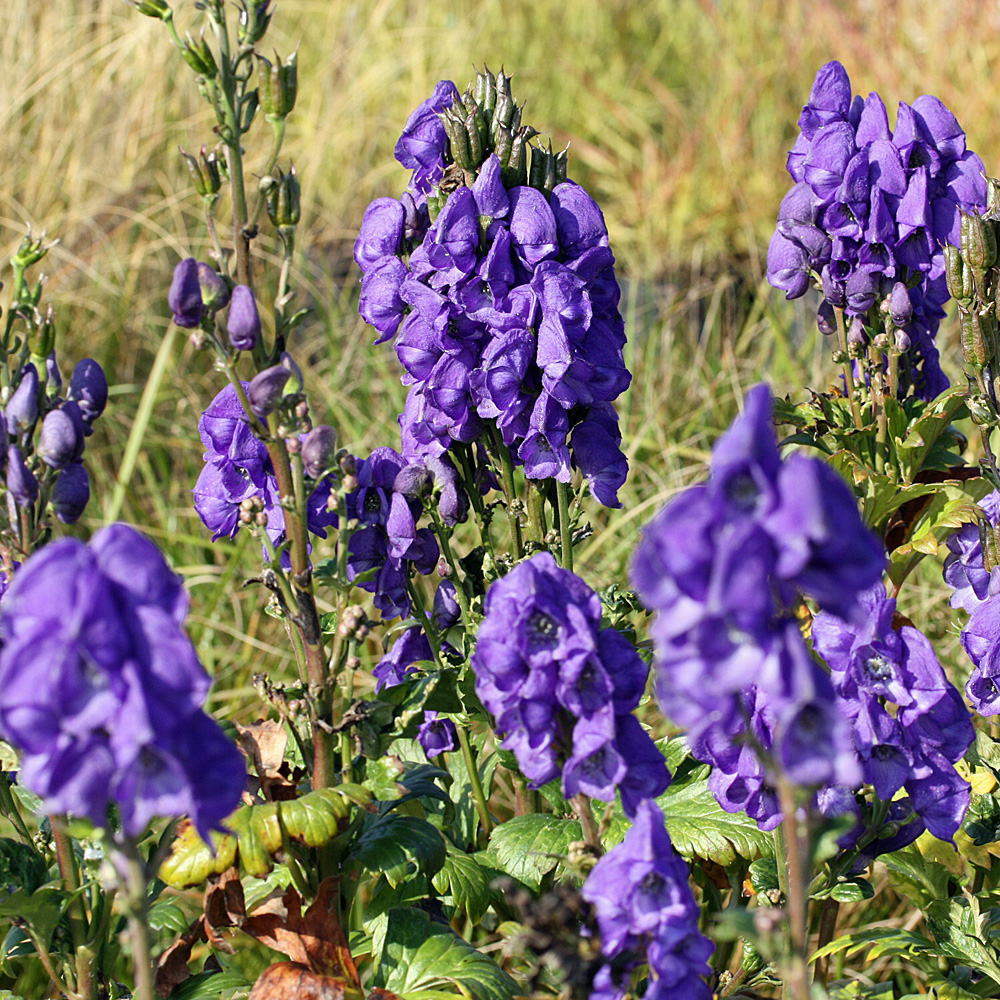 Eisenhut, Herbsteisenhut, Blütenstaude