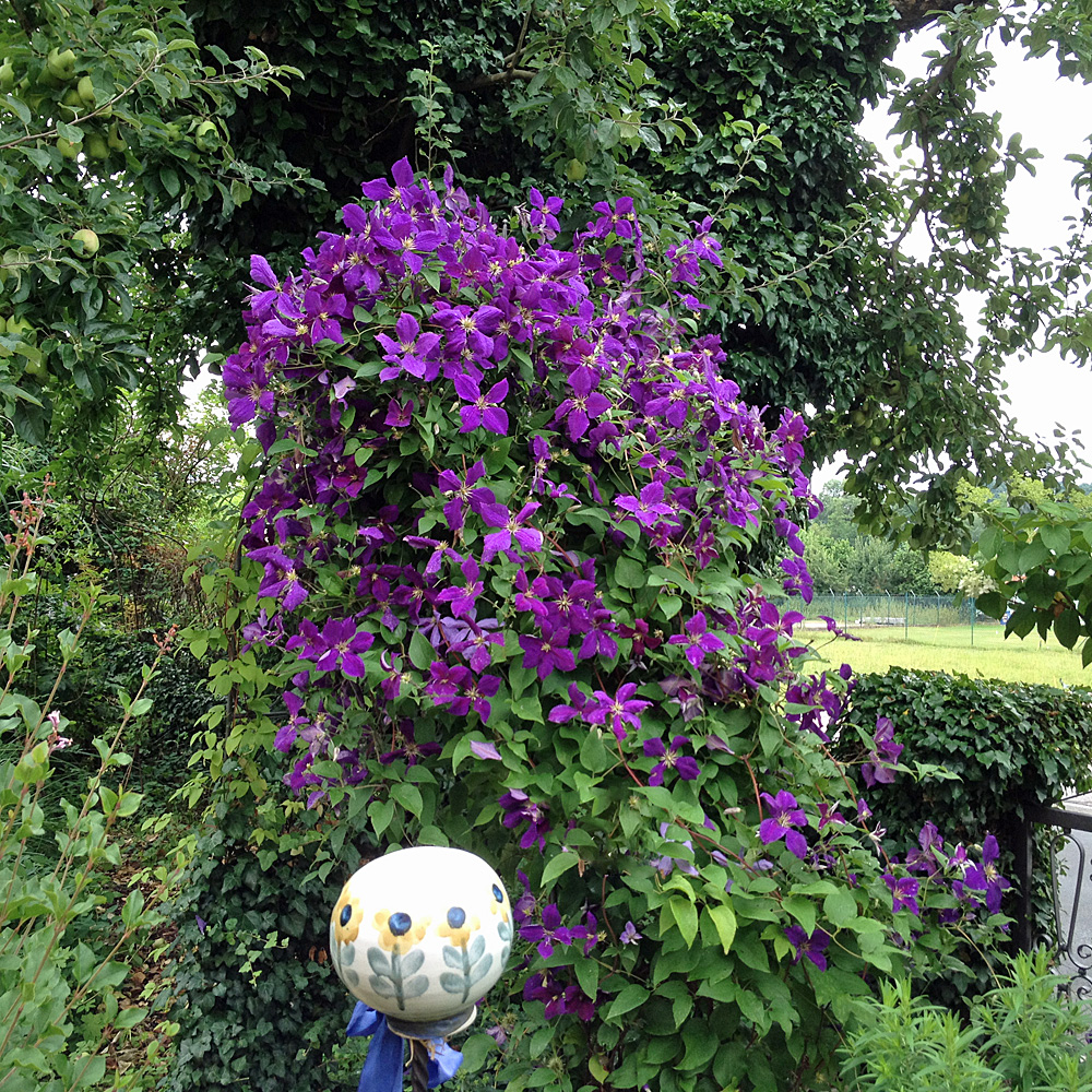 Waldrebe Jackmanii, Clematis, Kletterpflanze