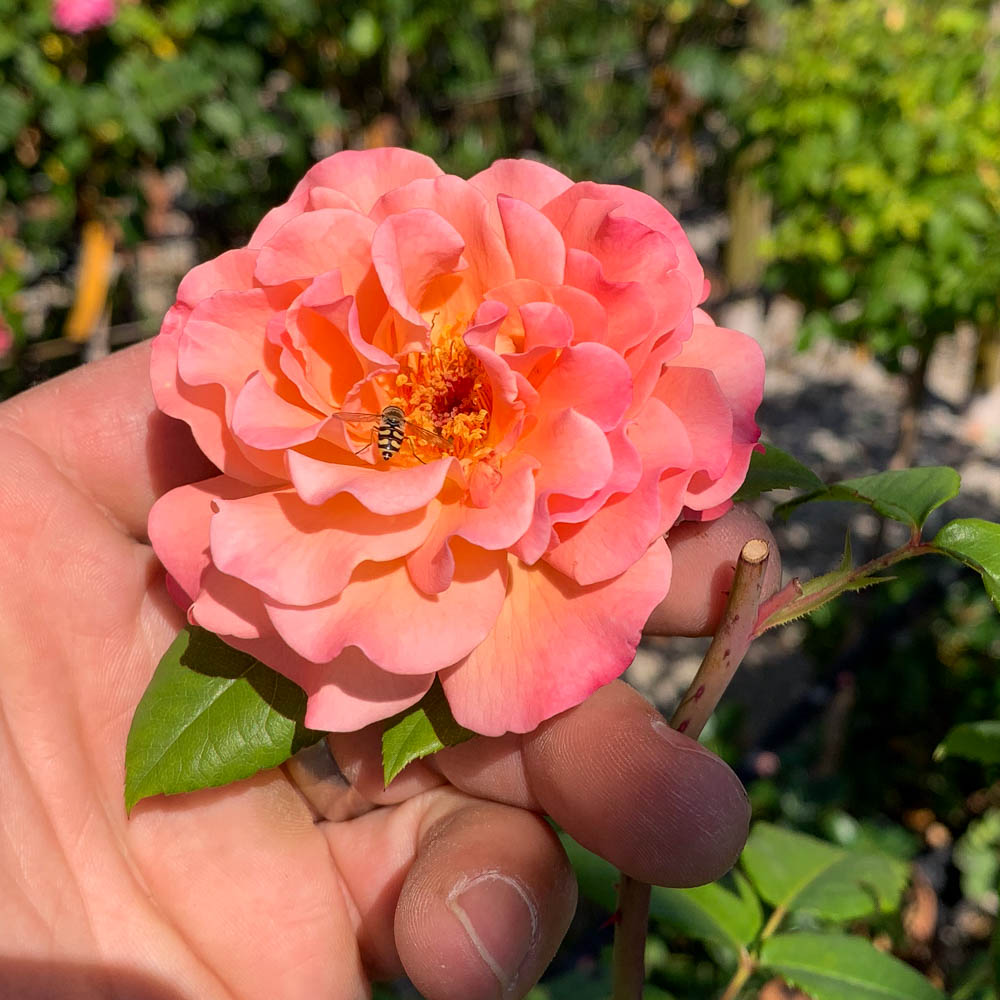 Edelrose Augusta Luise, Rose, Beetpflanze