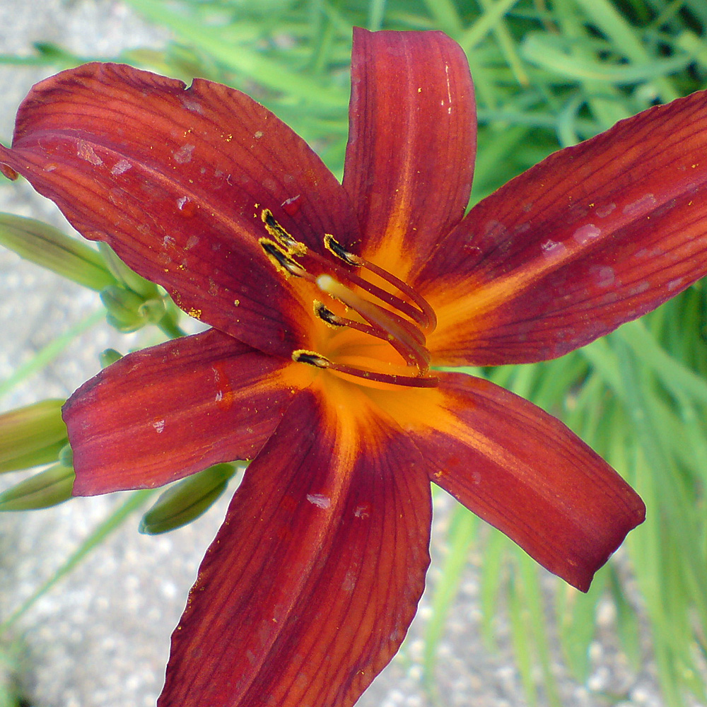 Taglilie Crimson Pirate, Hemerocallis, Blütenpflanze