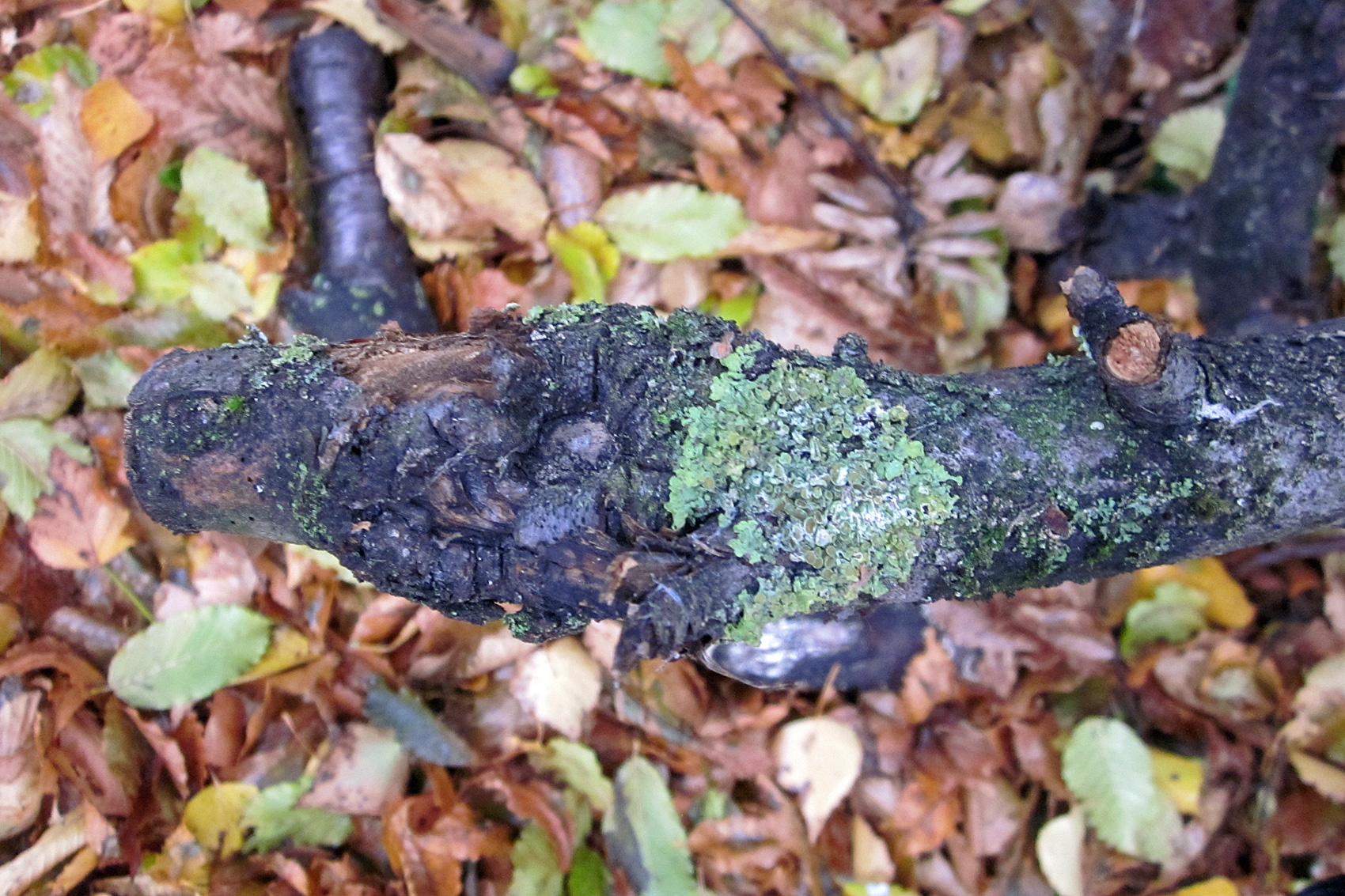 Obstbaumkrebs am Apfelbaum