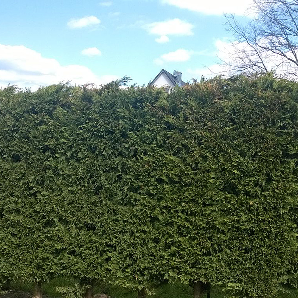 Immergrüne Hecke, Leyland Zypresse