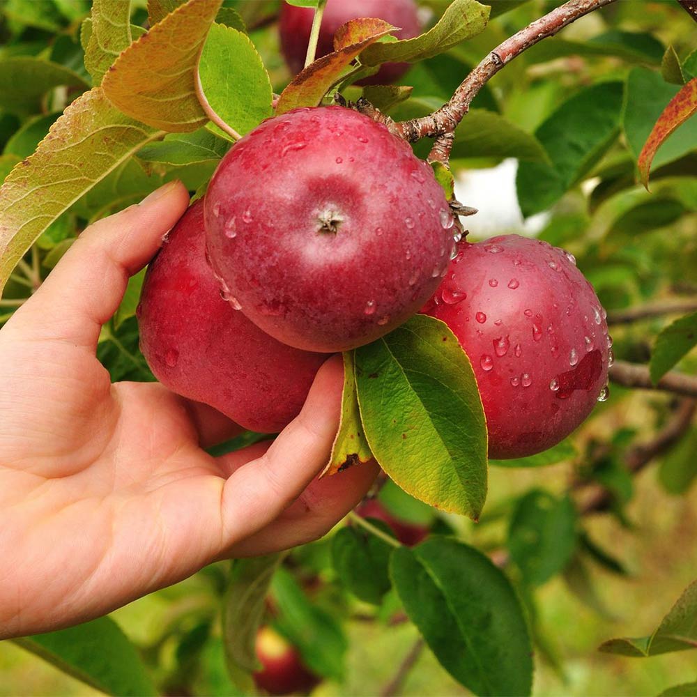 Apfel 'Baya®Marisa'
