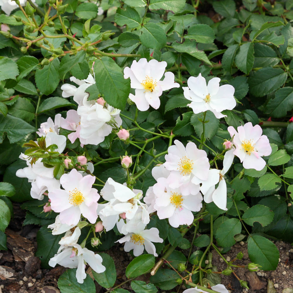 Bodendeckerrose 'Apfelblüte' ®