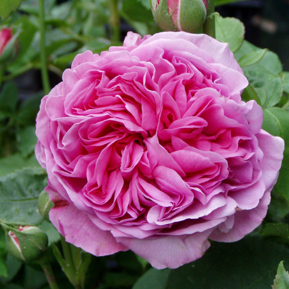 Strauchrose 'Louise Odier'