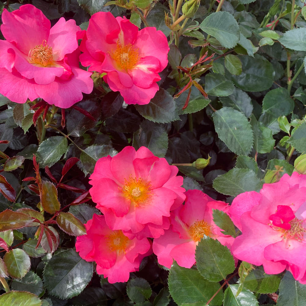 Bodendeckerrose 'Hoppla'