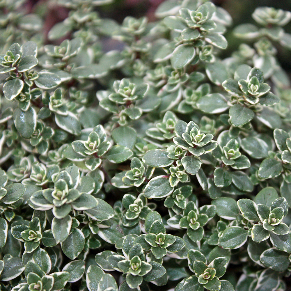 Thymina, Zitronenthymian, Gewürzpflanze, Kräuter