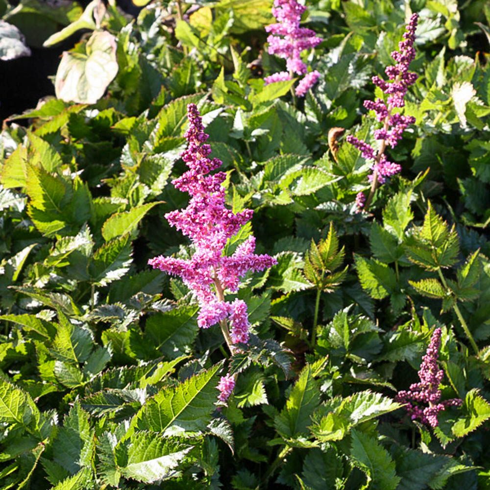 Prachtspiere 'Mainz'