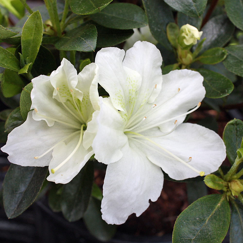 Rhododendron Schneesturm, Azalee, Moorbeetpflanze, Frühjahrsblüte