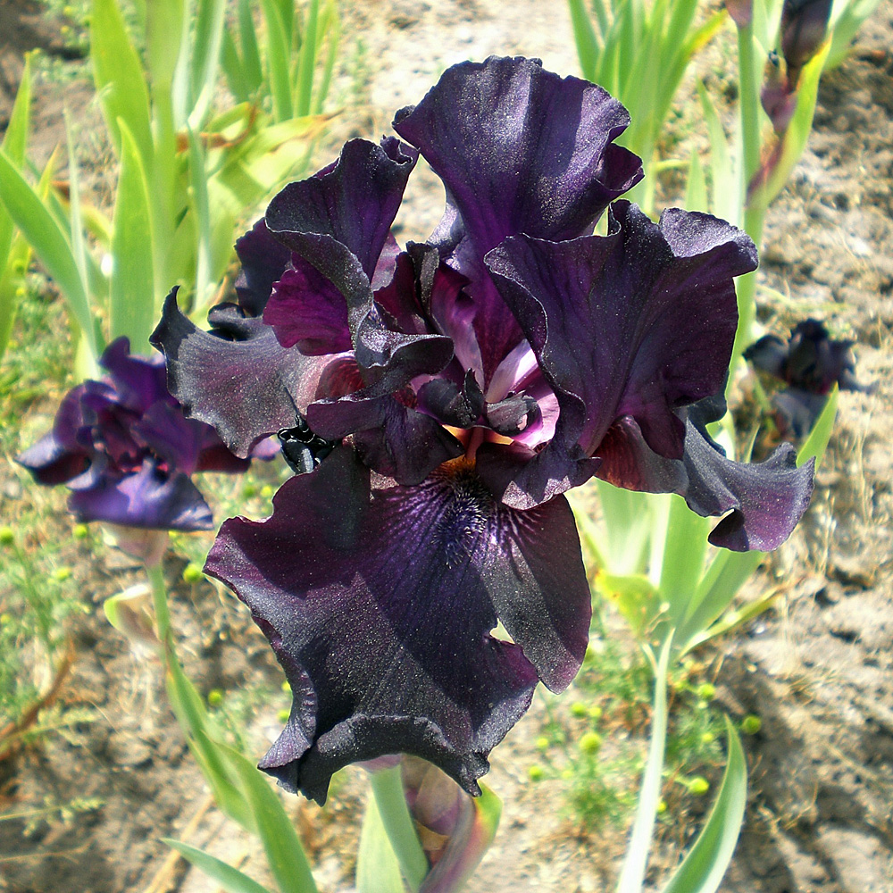 Hohe Bartiris Night Owl, Iris, Blütenpflanze
