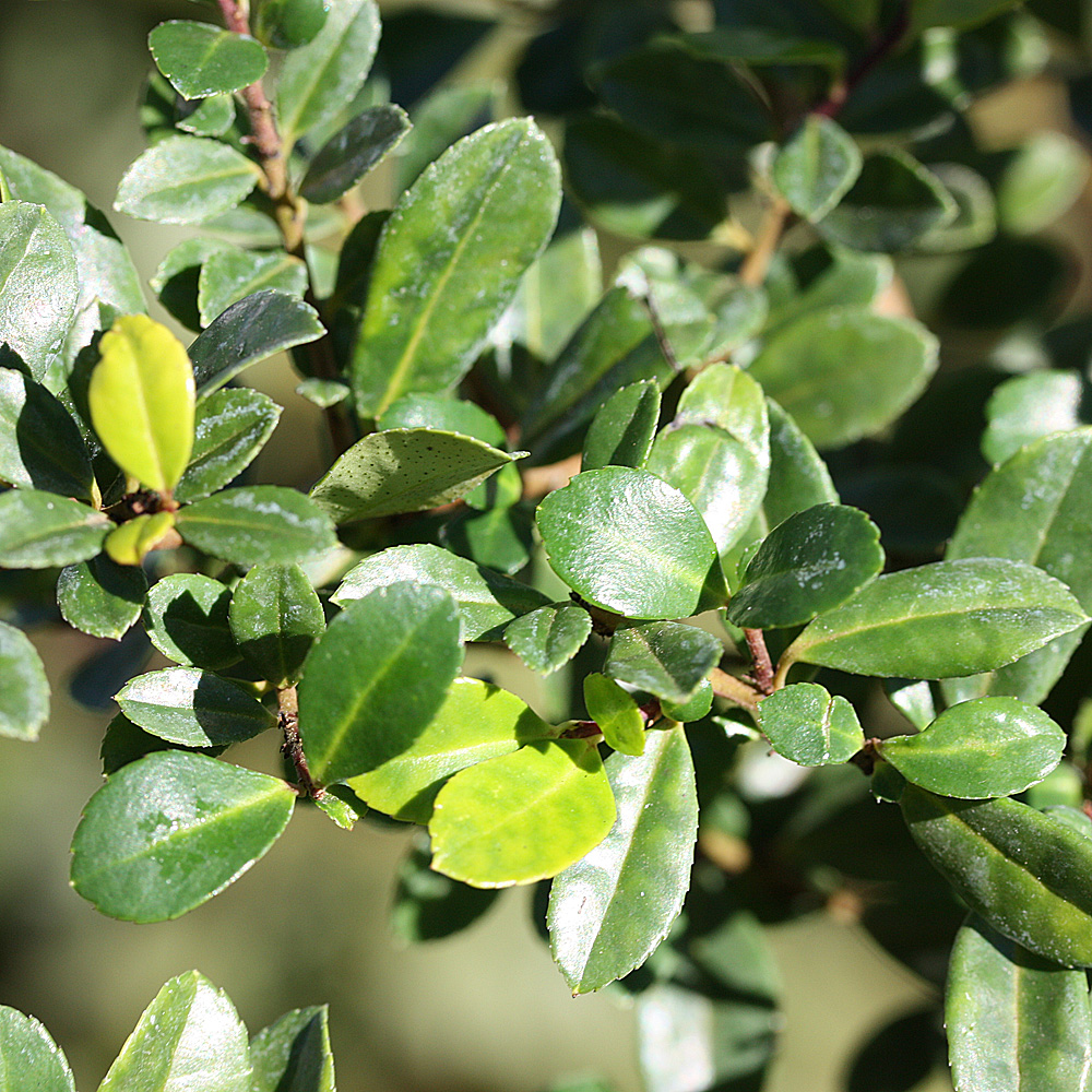 Berg Ilex Glorie Gem, immergrüner Strauch, Schnittverträglich