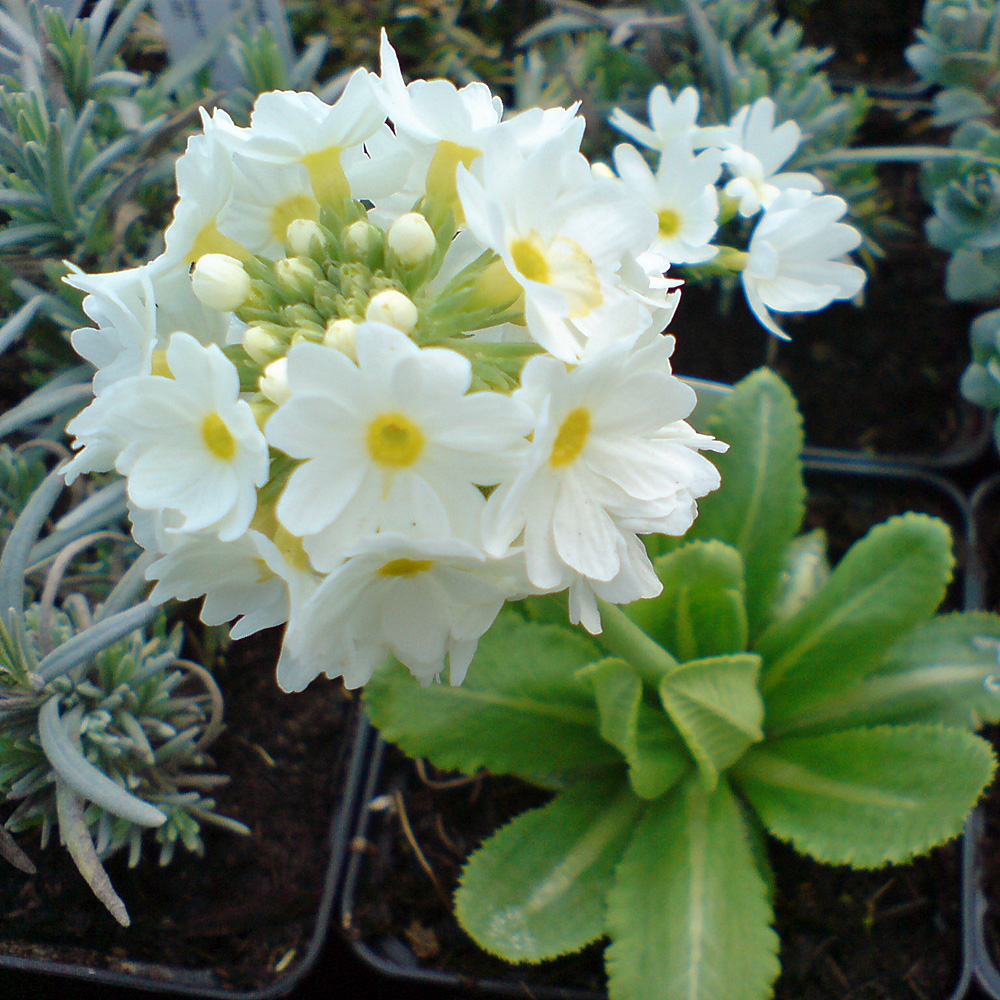 Schleifenblume Weißer Zwerg, Iberis, Bodendecker