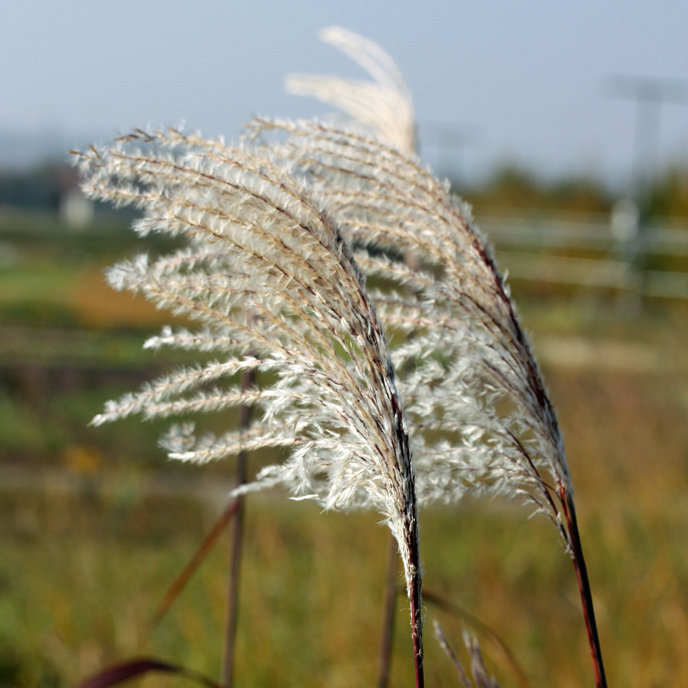 Chinaschilf Malepartus, Herbstfärbung, Blütenrispen
