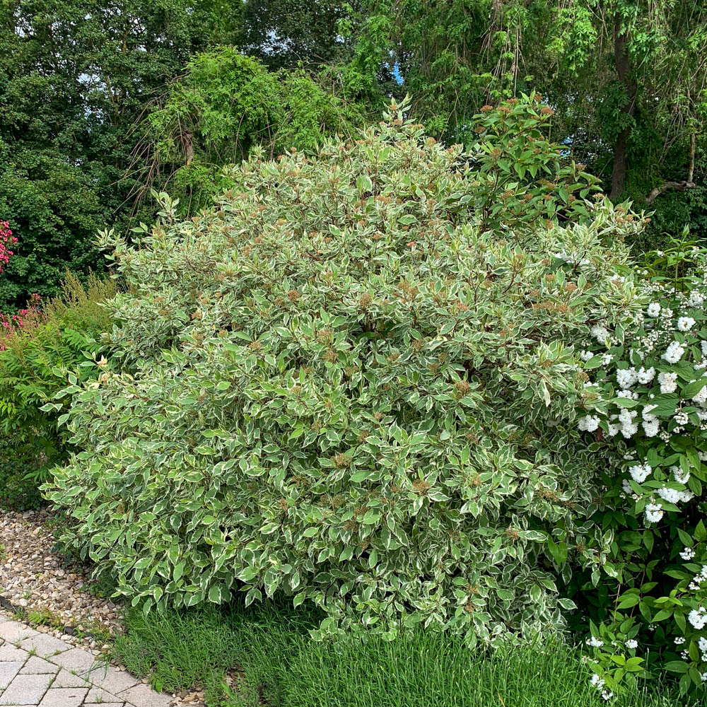 Weißbunter Hartriegel, Cornus, Blattschmuck, Heckenpflanze