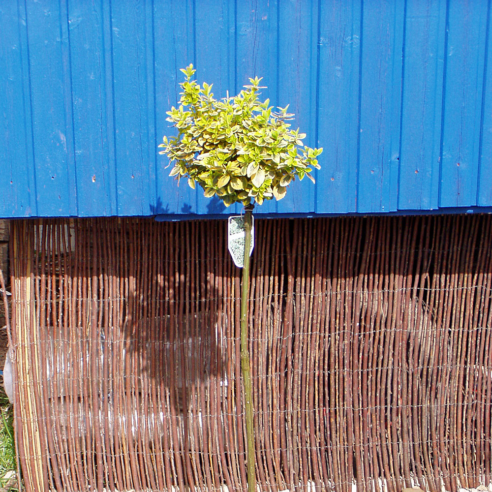 Goldbunte Kriechspindel, Stämmchen, Blattschmuck