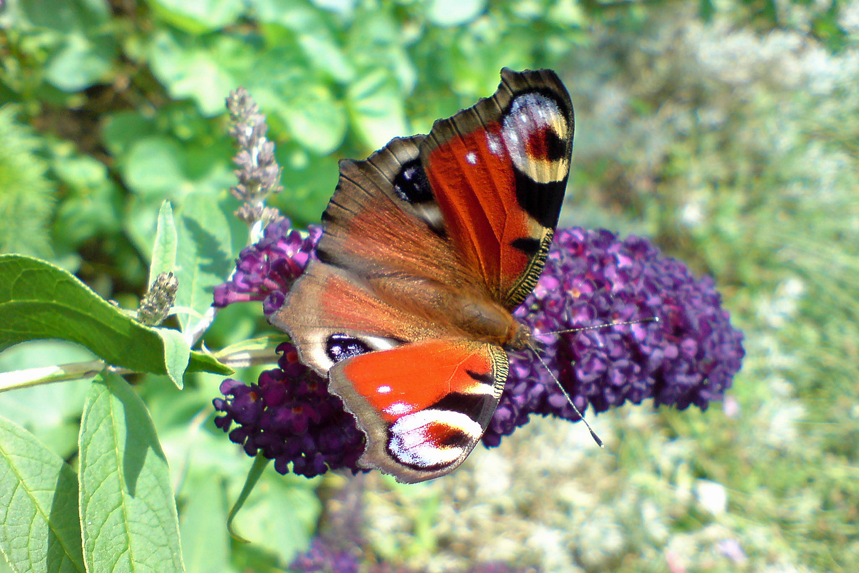 Sommerflieder